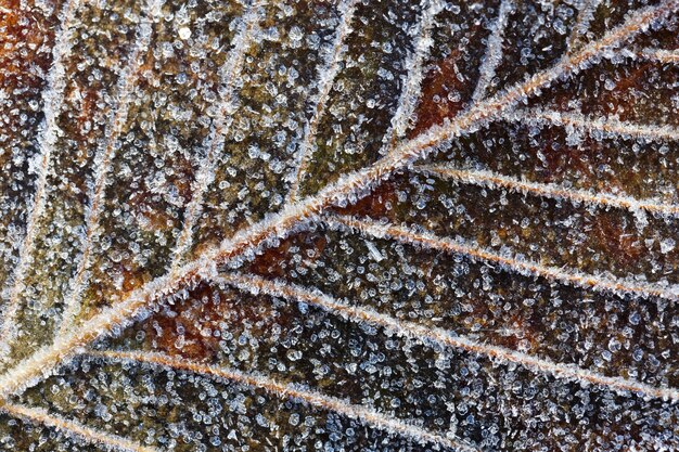 As folhas das árvores cobertas por flocos de neve grossos.