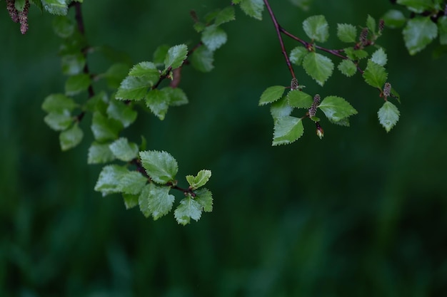 As folhas de bétula jovens descem de cima sobre um fundo verde turvo