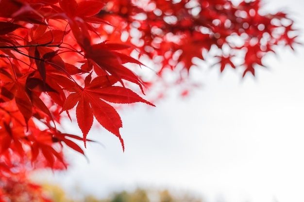 As folhas de bordo vermelhas na estação do outono com céu azul borraram o fundo, tomado de Japão.