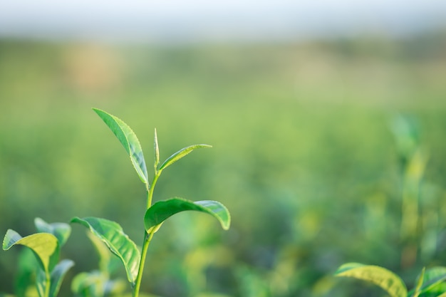 As folhas de chá crescem no meio da plantação de chá.