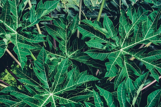 Foto as folhas de mamão são verde-escuras.