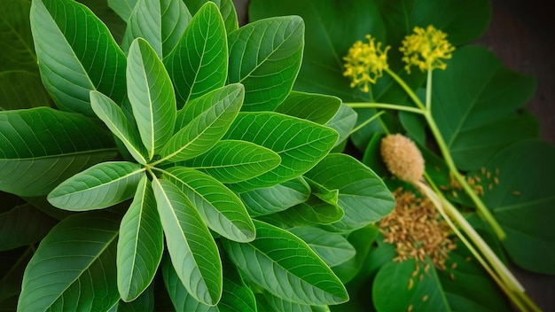 As folhas de moringa têm propriedades medicinais vista de cima