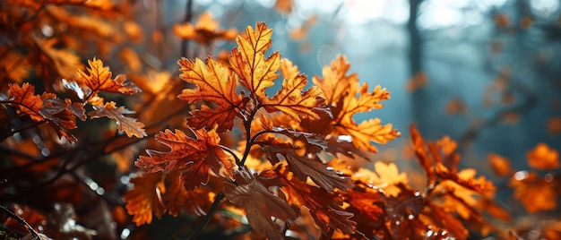As folhas de outono brilham na suave luz dourada do pôr-do-sol.