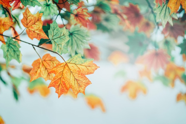 As folhas de outono decoram um fundo de bokeh da bela natureza com solo de floresta