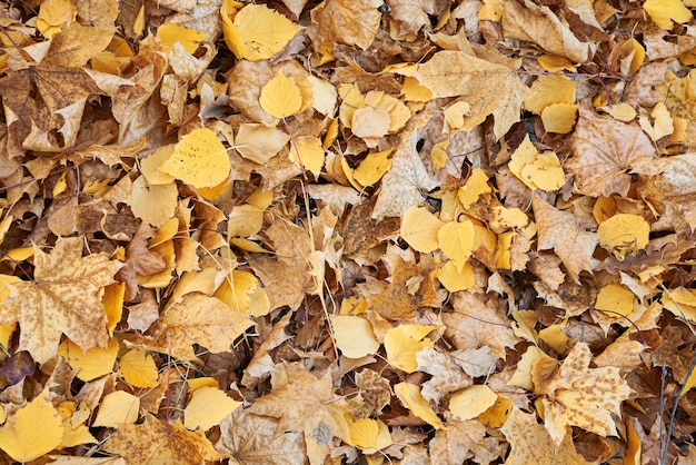 Foto as folhas de outono se fecham na floresta fundo de outono