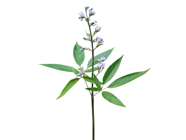 As folhas de Vitex negundo nisinda ou nirgundi são usadas na medicina herbal tradicional para a saúde das mulheres