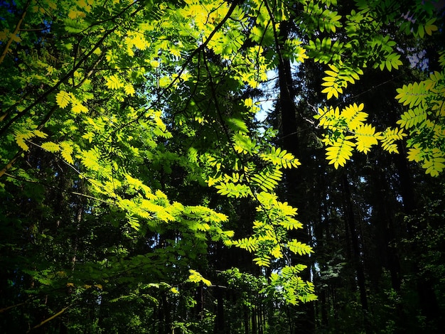 As folhas do freixo Lindas folhas verdes brilhantes do freixo Iluminação comum do contador Floresta de verão e vegetação rasteira