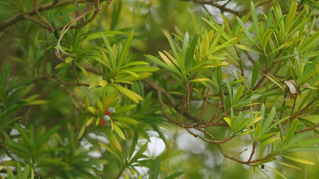 As folhas do teixo europeu ou podocarpus macrophyllus são grossas e brilhantes