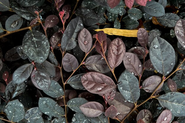 As folhas ficam cheias de gotículas de água após a chuva. folhas para o fundo