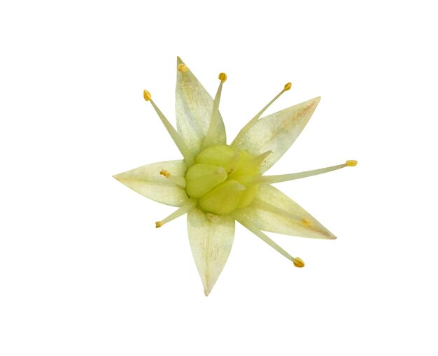 Foto as folhas jovens de hylotelephium telephium ou orpine podem ser comidas e a planta tem sido usada medicinalmente