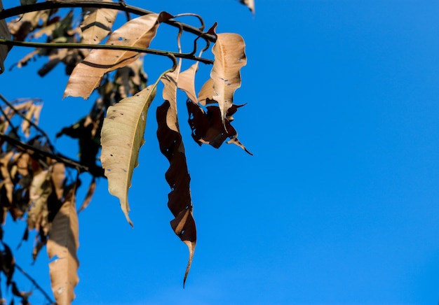 As folhas murchas são marrons e o céu é azul.