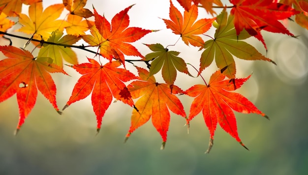 As folhas parecem dançar na suave luz do outono, criando uma exibição hipnotizante