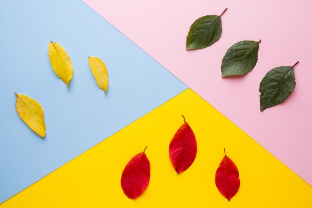 Foto as folhas são verde, amarelo e vermelho abstração, o conceito de outono