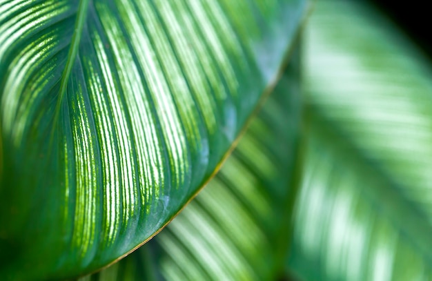 As folhas são verdes em natural, espaço de cópia.