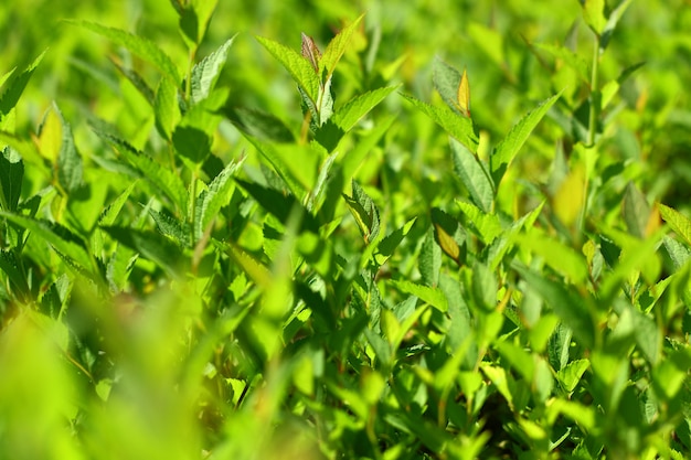 As folhas são verdes na vista lateral de galhos de arbustos com efeito bokeh.