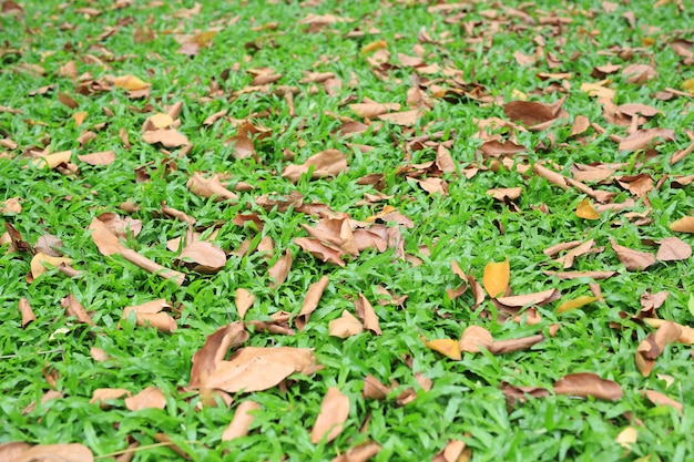 Foto as folhas secadas outono caem no campo de grama verde.