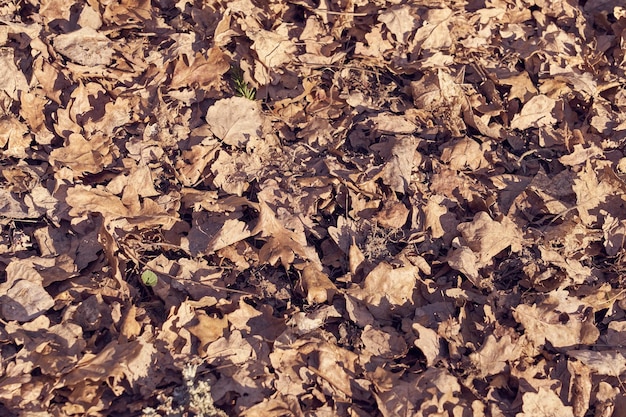 As folhas secas do ano passado na floresta no chão como pano de fundo