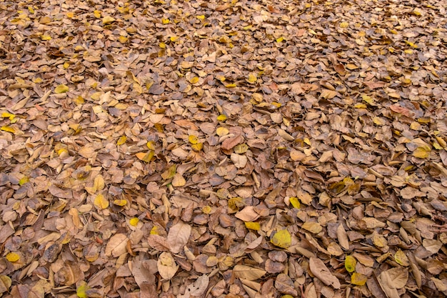 As folhas secas marrons e amarelas naturais bonitas deixam cair na estação do outono.