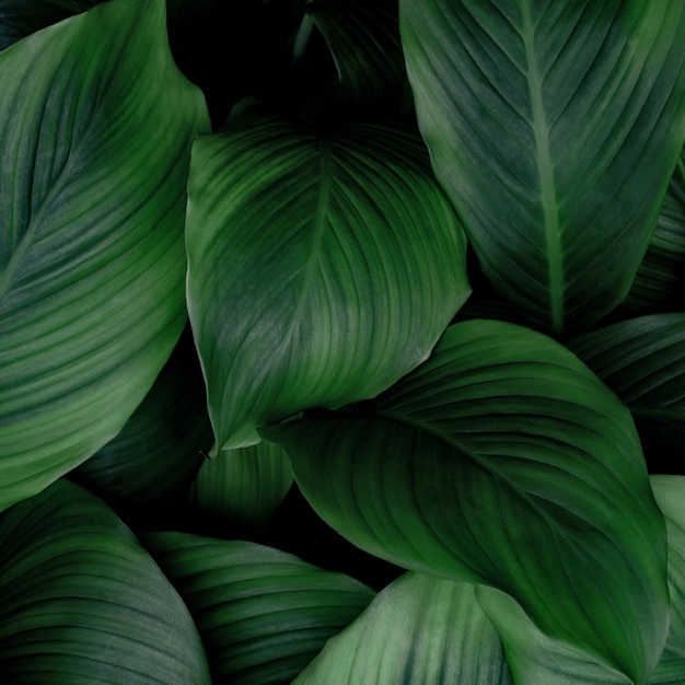 As folhas tropicais asiáticas abstraem o fundo da natureza da textura da folha verde