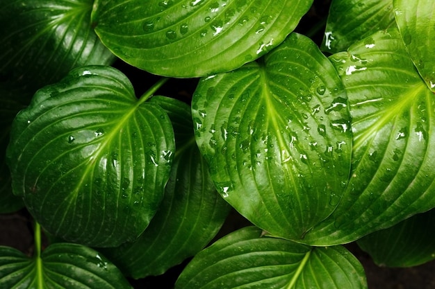 As folhas verdes da hosta no verão após a chuva conceito de vida verde