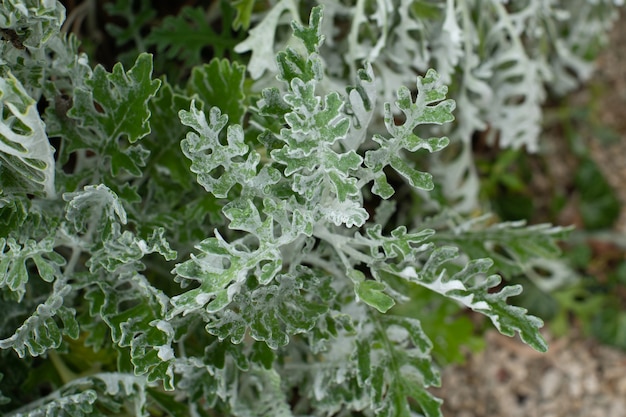 Foto as folhas verdes da planta