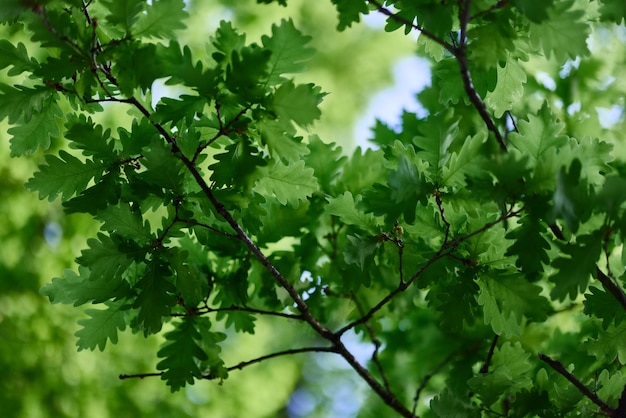 As folhas verdes do carvalho nos galhos brilham contra o céu azul a luz do sol Planeta ecologia flora