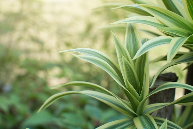 As folhas verdes do Dracaena fecham-se acima para o fundo.