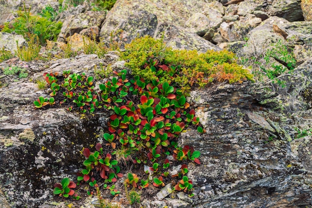 As folhas verdes e vermelhas do crassifolia do bergenia fecham-se acima. Incrível planta cresce na rocha com espaço de cópia. Rica vegetação das terras altas. Flora da montanha. Fundo natural detalhado. Natureza maravilhosa.