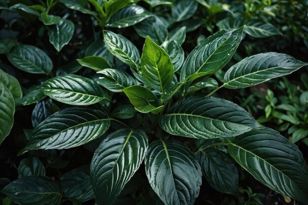 As folhas verdes escuras em um jardim representam o ambiente natural