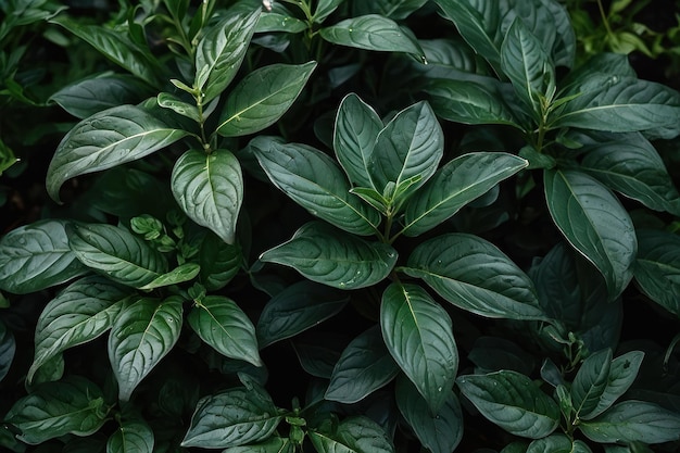 As folhas verdes escuras em um jardim representam o ambiente natural