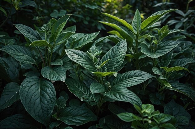 As folhas verdes escuras em um jardim representam o ambiente natural