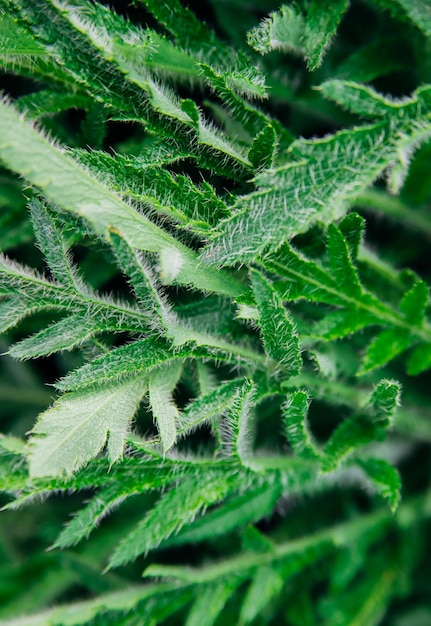 As folhas verdes são estreitas em forma fechadas Folhas cobertas com vilosidades Textura fofa Uma planta de jardim A beleza está na natureza