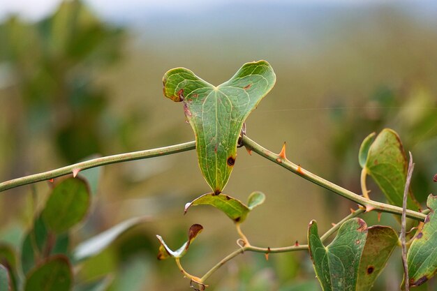 As folhas verdes