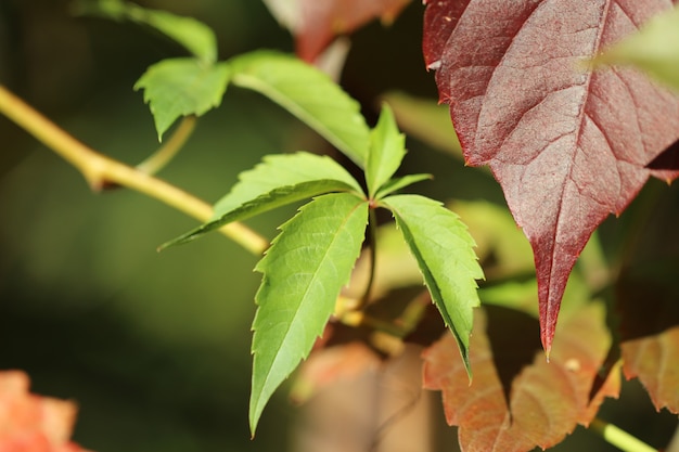 As folhas vermelhas amarelas do outono fecham-se acima