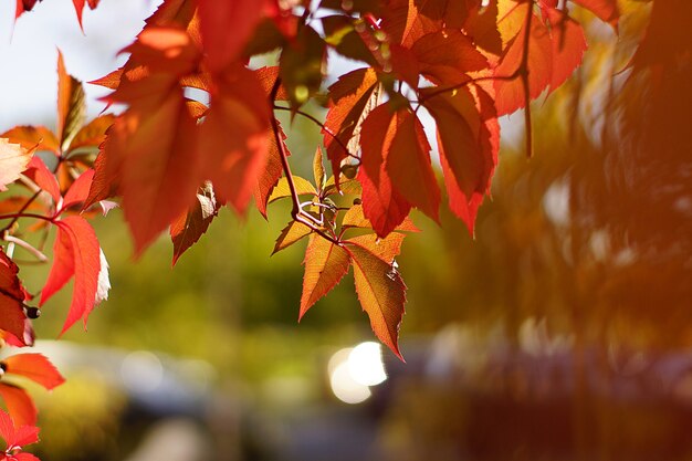 As folhas vermelhas do outono arqueam ou enquadram a fotografia.