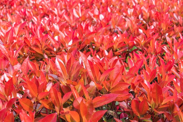 As folhas vermelhas que florescem do arbusto japonês Pieris lindo protetor de tela