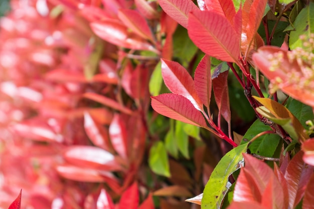Foto as folhas vermelhas que florescem do arbusto japonês pieris lindo protetor de tela