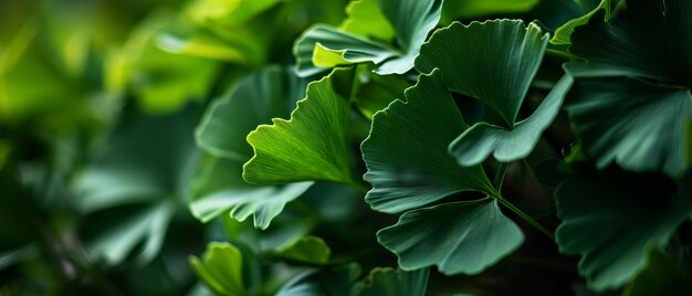 As folhas vibrantes de Ginkgo Biloba, de vários tons de verde, criam um dossel exuberante e texturizado