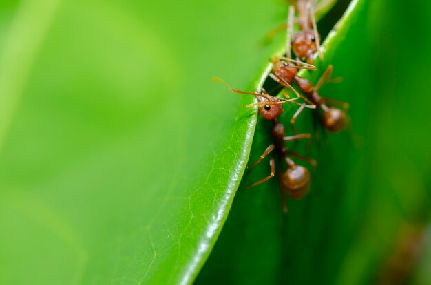 As formigas estão ajudando a construir um ninho de folhas verdes.