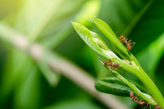 As formigas estão ajudando a construir um ninho de folhas verdes.