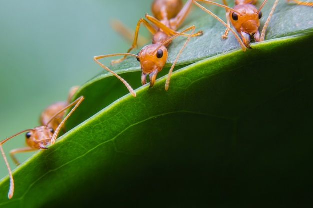 As formigas estão aninhando nas folhas verdes