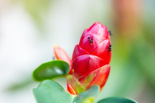 As formigas estão em flores vermelhas.