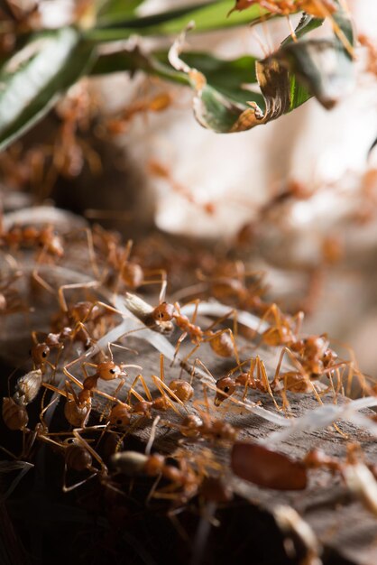 As formigas estão transportando suas presas alimentares para o ninho.