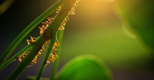 As formigas nas folhas, equipe do conceito trabalham junto com a luz solar.