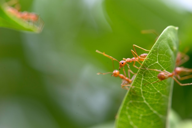 As formigas usam o corpo como uma ponte entre as duas folhas.