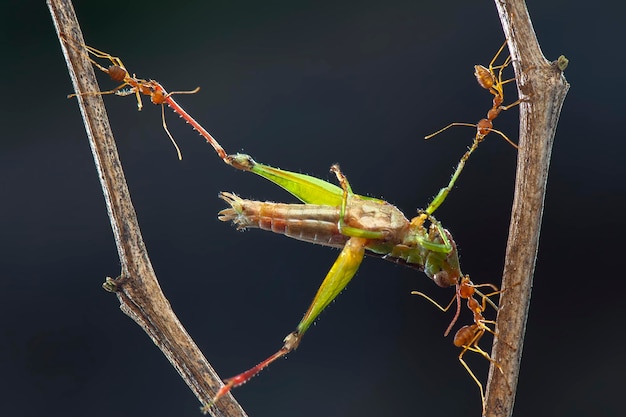 Foto as formigas vermelhas atacam a folha no jardim tropical