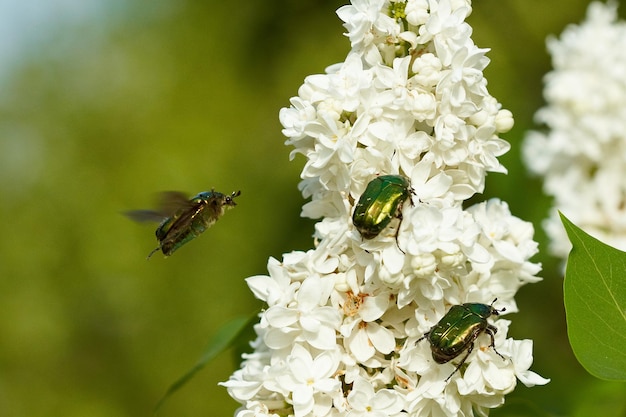 As forras verdes estão no lilás branco em flor