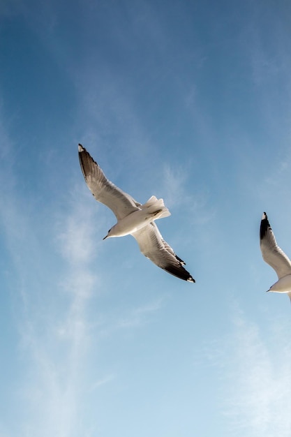 As gaivotas estão a voar no céu.