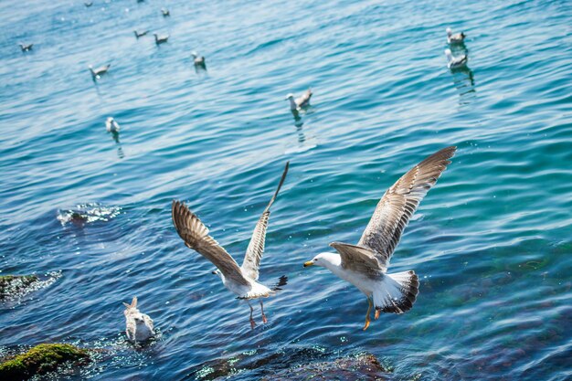 Foto as gaivotas estão a voar no céu.