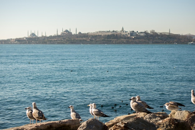 As gaivotas estão na rocha junto às águas do mar em Istambul